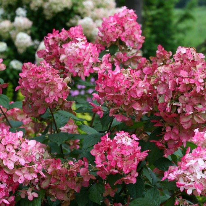 Hortensja Fire Light